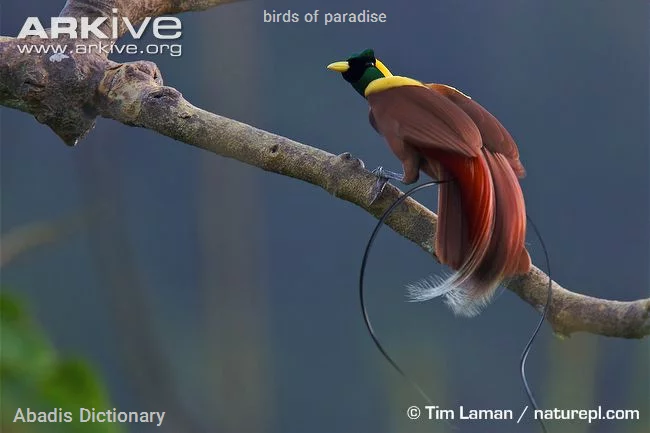 birds of paradise